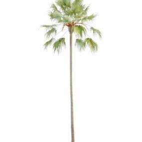 植物盛开的椰子树3d模型