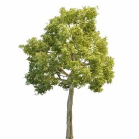 식물 북미 오크 나무 3d 모델