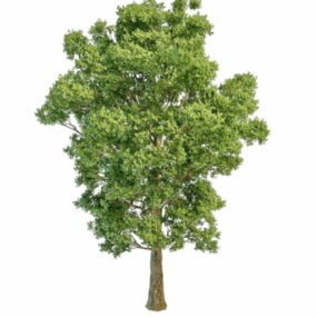 Modello 3d dell'albero di gelso di carta vegetale