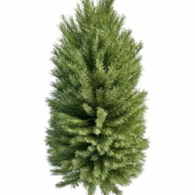 Model 3d Tanaman Hias Coniferous Pine