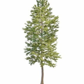 植物挪威松树3d模型