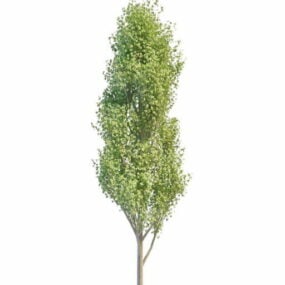 Tanam model 3d Pokok Poplar Itali