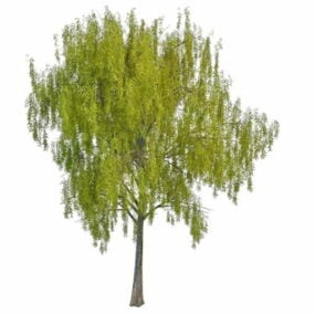 Tanam model 3d Pohon Willow Musim Semi