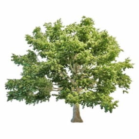 مدل سه بعدی درخت افرا کانادا
