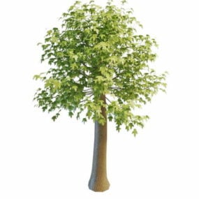 Garden Maple Tree 3d model