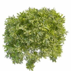 Have stedsegrønne buske 3d-model
