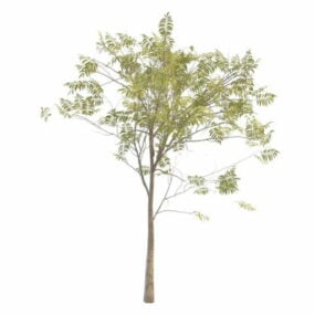 Modelo 3D da árvore Rowan do Japão