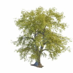 Nature Linden Tree 3d model