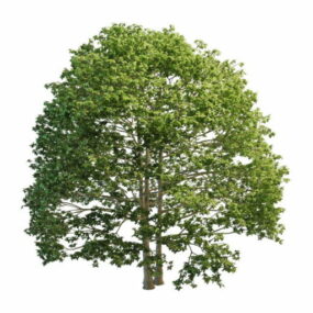 Us White Ash Tree 3d model