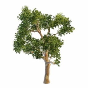 نموذج شجرة الأوكالبتوس الطبيعية ثلاثي الأبعاد