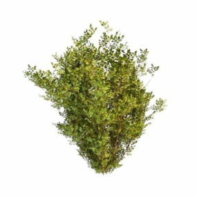 3д модель садовых декоративных вечнозеленых растений