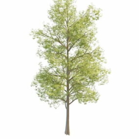 Modelo 3d da árvore de bordo Bigtooth da natureza