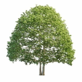 Model 3D drzewa bukowego w Ameryce