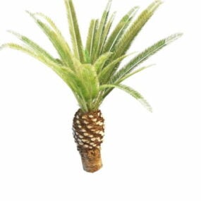 Queen Sago Palm Tree 3d-modell
