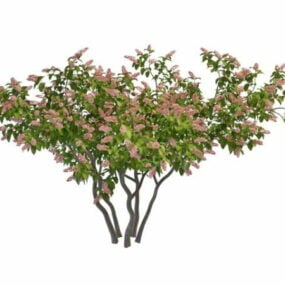 โมเดล 3 มิติของต้นไม้ดอกไลแลคสีชมพูบาน