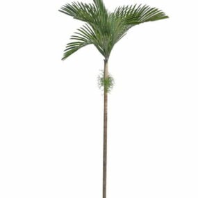 典型的棕榈树3d模型