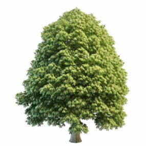 Nature Alder Tree 3d model