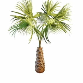 Copernicaanse palmboom voor tuin 3D-model