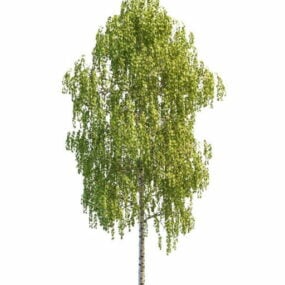 דגם תלת מימד של עץ ליבנה לבן יפן