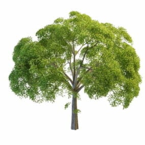 Nature Willow Oak Tree 3d model