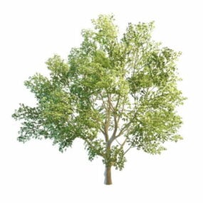 Modelo 3d da árvore de faia europeia da natureza