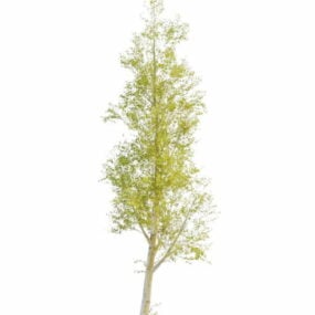 Modelo 3d da árvore de choupo da natureza