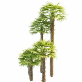 Model 3d Pohon Palem Kincir Angin Trachycarpus
