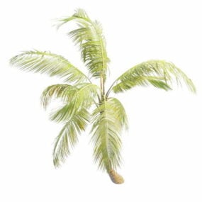 Island Tropical Palm Tree דגם תלת מימד