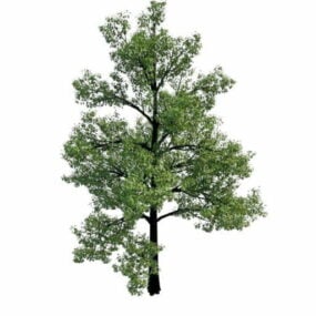 Nature Chestnut Oak Tree 3d model