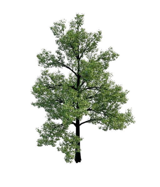 Nature Chestnut Oak Tree