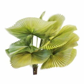 Garden Fan Palm Tree 3d model