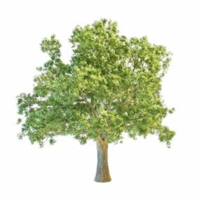 مدل سه بعدی درخت بلوط اروپایی