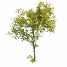 Tilia Amerikaanse boom 3D-model