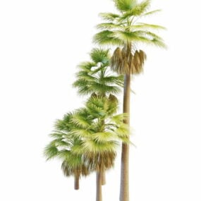 พวกเรา Fan Palms Tree โมเดล 3 มิติ