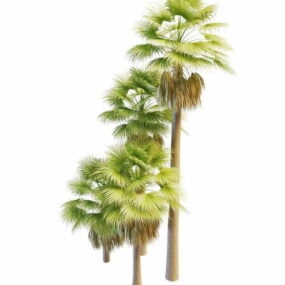 Australian Palm Trees 3d-modell