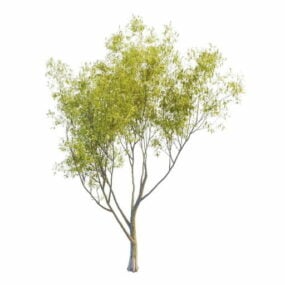 Nature Sallow Willow Tree דגם תלת מימד