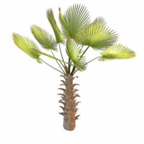 Model 3D chińskiej palmy