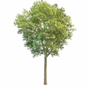 3d модель Персикове дерево