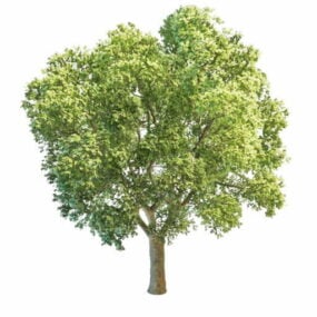 Realistic Aspen Poplar Tree 3d model