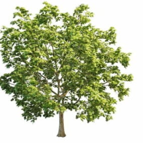 America Maple Tree 3d model