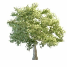 Realistic Quaking Aspen Tree 3d model