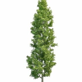 Nature Aspen Tree 3d model