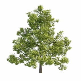 America Oak Tree 3d model