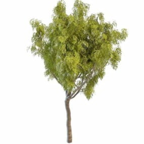 Korea Ash Tree 3d model