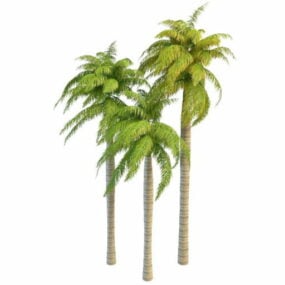 Royal Palm Trees 3d-model