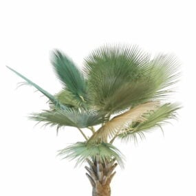 Model 3d Pokok Palma Nobilis