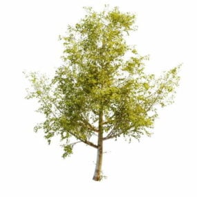 Modelo 3d de árvore de álamo bálsamo