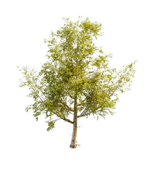 Balsam Poplar Tree