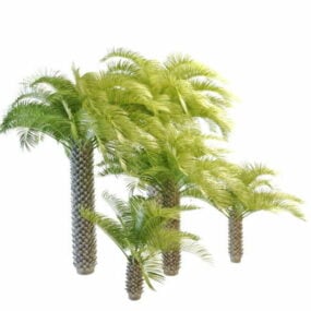 Palmetto Palm Trees דגם תלת מימד