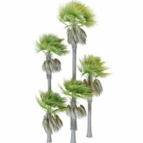 Palmyra Palm Trees 3d-model